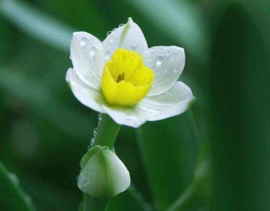水仙花什么季节开花,水仙花花期在冬季开放