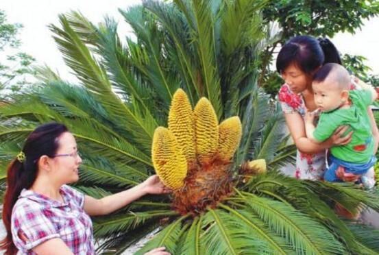 铁树开花吗,铁树多久开一次花(10-20年)