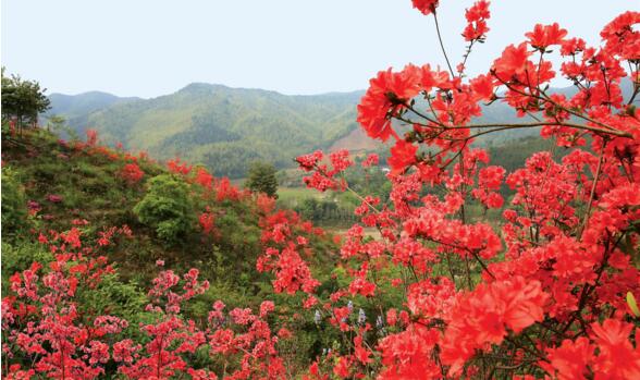 杜鹃花是映山红吗,杜鹃花和映山红的区别
