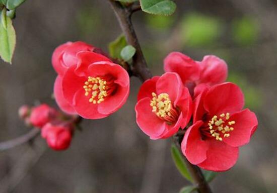 海棠花花语是什么,海棠花为什么叫断肠花
