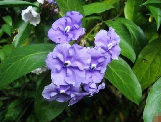 茉莉花的花语,茉莉花花语代表着你是我的