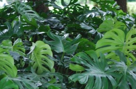 龟背竹施什么肥好,龟背竹施氮磷钾肥最好