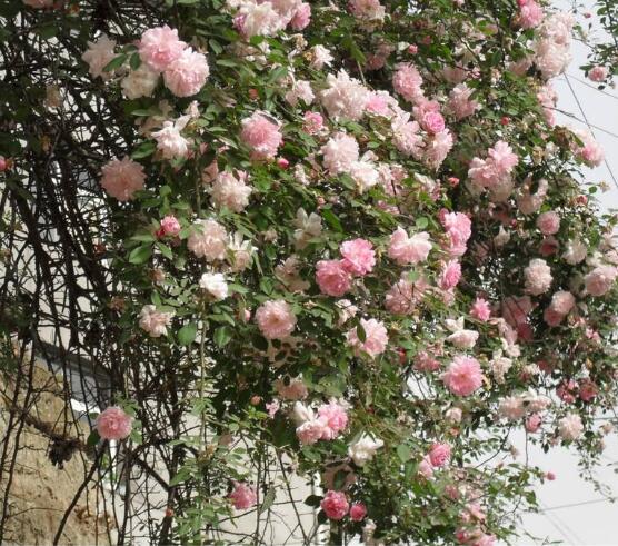 蔷薇花怎么施肥,蔷薇花施肥方法