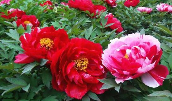 牡丹花花语是什么,代表着富贵吉祥、繁荣昌盛