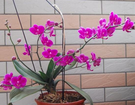 蝴蝶兰什么时候开花,蝴蝶兰一年开几次花
