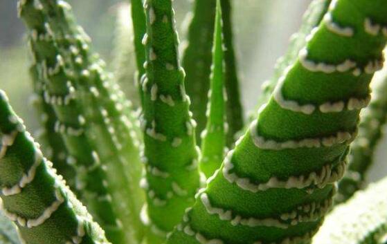 芦荟的花语是什么,芦荟洁身自爱、不受干扰