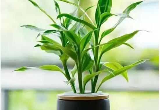 富贵竹花语是什么,富贵竹养几根才最好