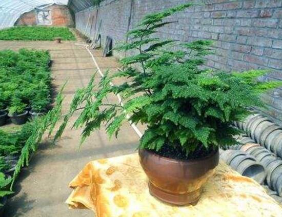 矮文竹和文竹怎么区别,矮文竹和文竹哪个好养