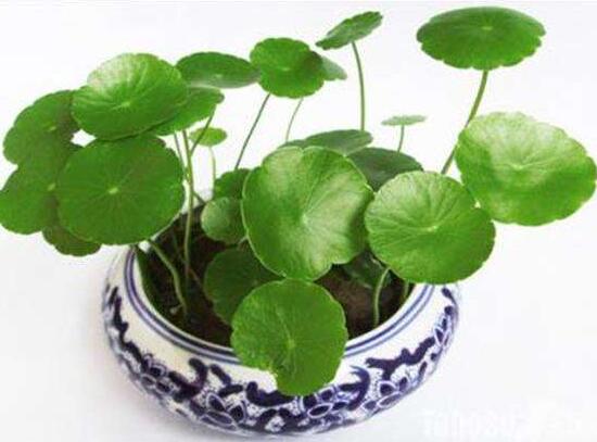 铜钱草有毒吗,铜钱草可以放在卧室吗