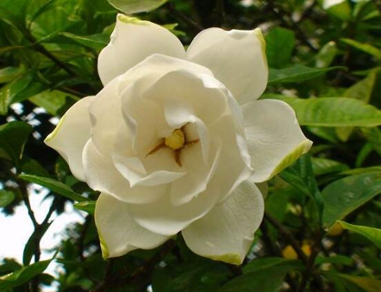 栀子花的花语,栀子花代表永恒的爱与约定