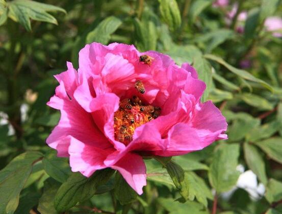 牡丹花花语是什么,代表着富贵吉祥、繁荣昌盛