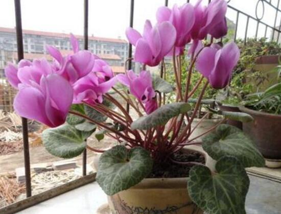 仙客来什么时候开花,仙客来一年开几次花/冬季开花