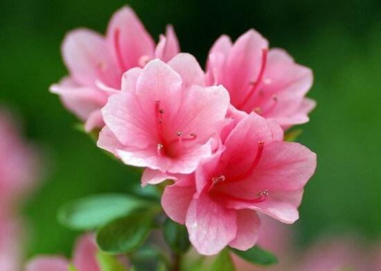 杜鹃花的特点有什么,杜鹃花对人有什么好处