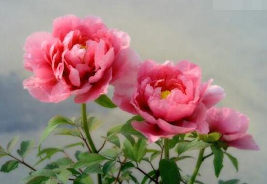 牡丹花花语是什么,代表着富贵吉祥、繁荣昌盛