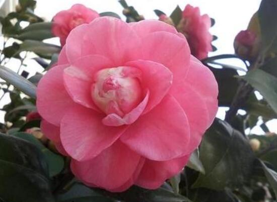 家里为什么不能养茶花,茶花的寓意是什么