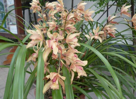 兰花怎么浇水,盘点兰花浇水方法