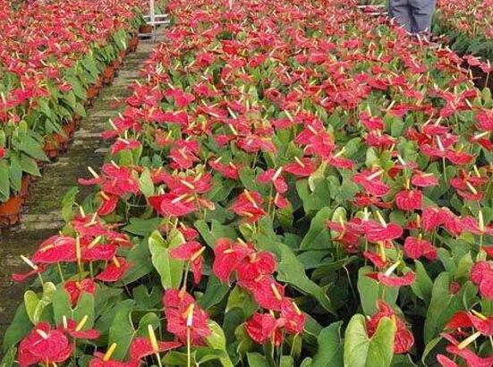 红掌的花语,象征着大展宏图、热情、热血