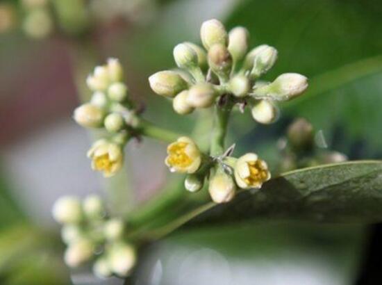平安树开花吗,平安树养多久可以开花