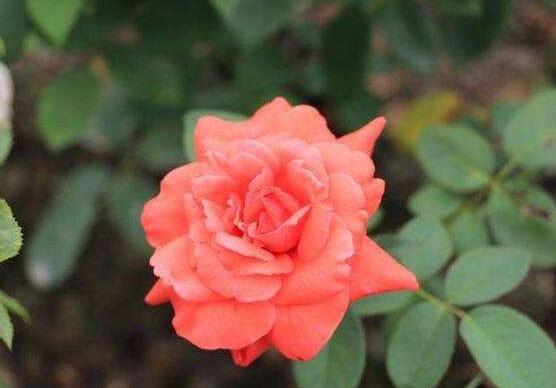 玫瑰花的花语是什么,玫瑰花象征着美丽的爱情
