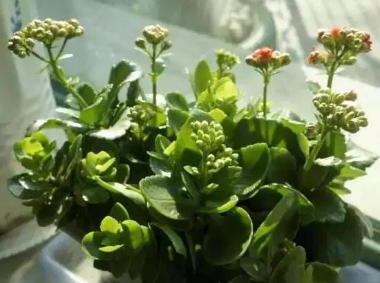 长寿花夏天可以施肥吗,长寿花施肥技巧