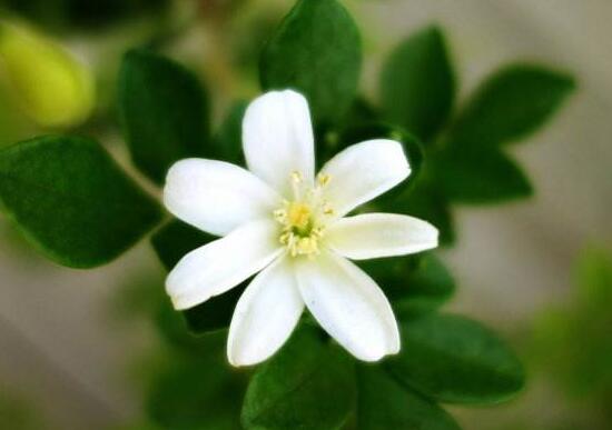九里香什么时候开花,九里香一年开几次花(七月盛开)