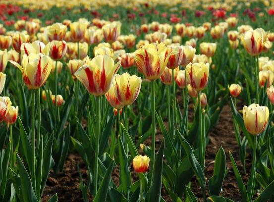 郁金香什么时候开花,每年3-5月开花