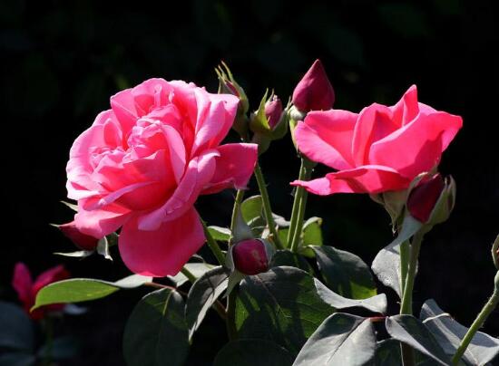 月季花冬季怎么修剪,做好四大修剪要点变得更美观