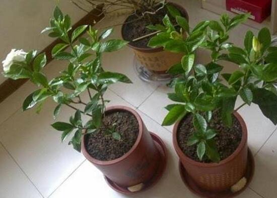 栀子花什么时候移栽好,栀子花的移栽方法