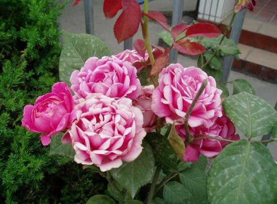 月季花怎么施肥,月季花施什么肥好