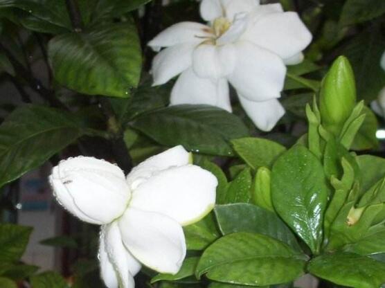 栀子花怎么浇水,栀子花浇水方法