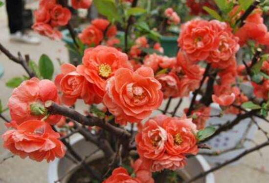 家里养杜鹃花吉祥吗,杜鹃花的寓意和象征