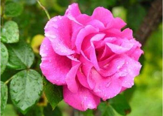 蔷薇花怎么浇水,蔷薇花浇水方法
