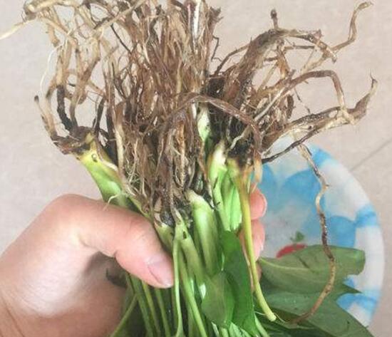 一帆风顺为什么会烂根,一帆风顺烂根了怎么办