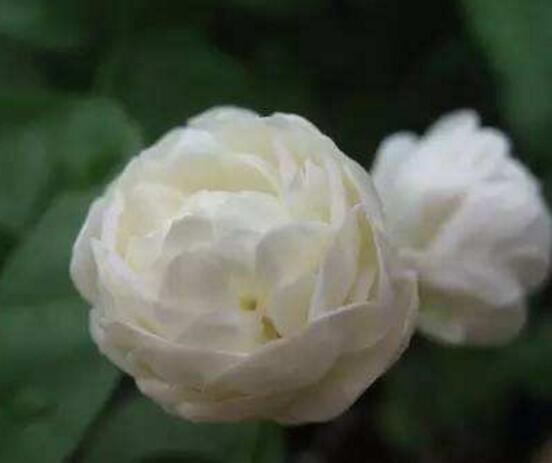茉莉花怎么浇水,茉莉花浇水方法