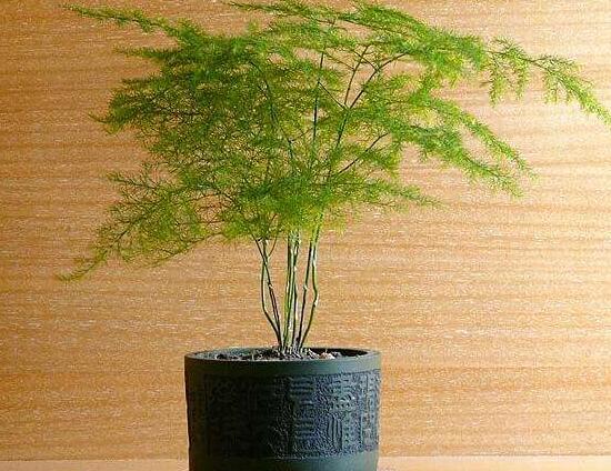 文竹病虫害有哪些,文竹的病虫害防治