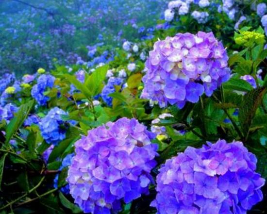 绣球花有毒吗,绣球花可以放室内吗