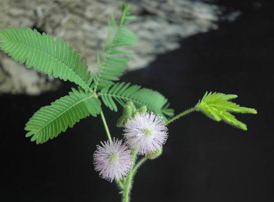 含羞草怎么浇水,含羞草浇水方法