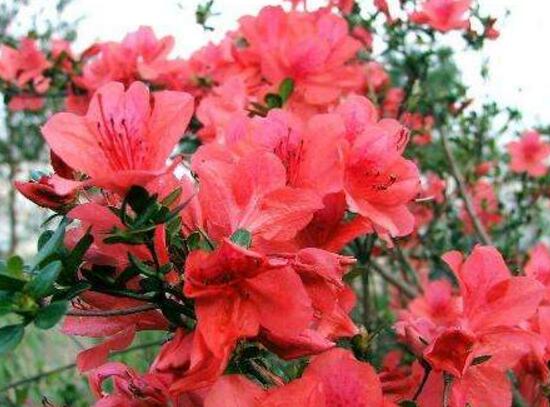 杜鹃花花期多长时间,杜鹃花一年开几次花