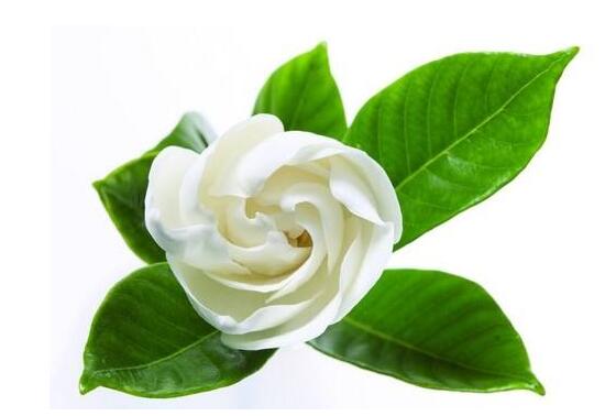 栀子花可以用复合肥吗,栀子花施什么肥好