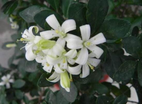 九里香花语是什么,九里香花的寓意象征爱情