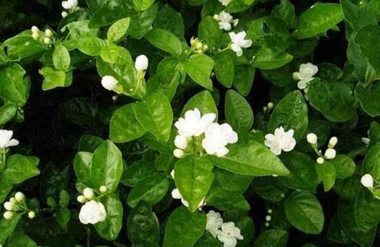 茉莉花有毒吗,茉莉花可以放在室内吗