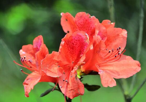 杜鹃花有毒吗,杜鹃花能放在卧室吗