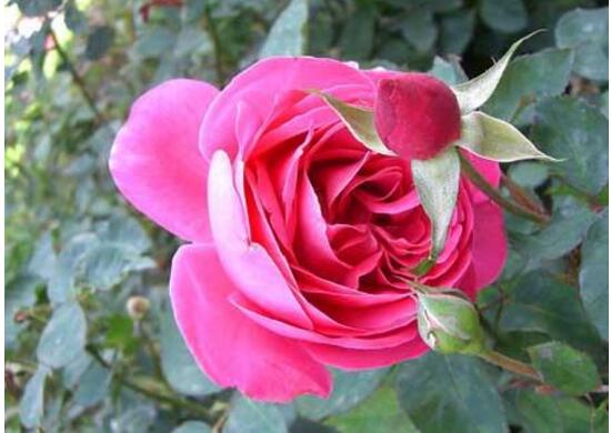 月季花怎么施肥,月季花施什么肥好