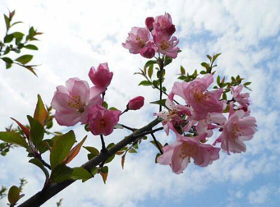 海棠花烂根怎么办,海棠花烂根解决办法