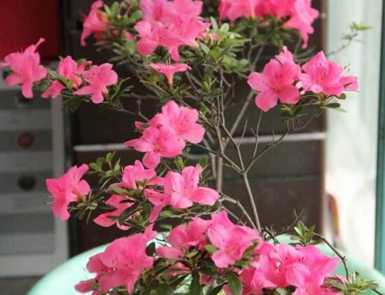家里为什么不放杜鹃花,杜鹃花放在卧室好吗