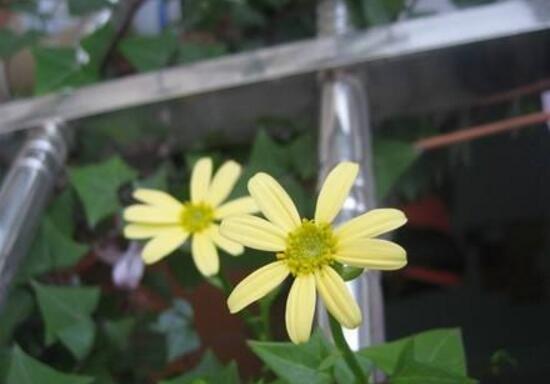 常春藤会开花吗,常春藤什么时候开花