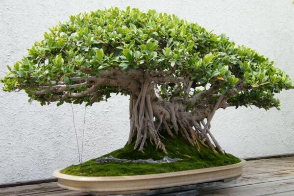 榕树的养殖方法和注意事项,掌握这四点技巧让你的榕树挺拔苍劲
