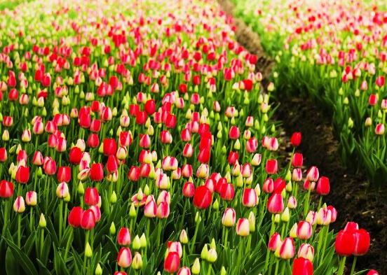 郁金香什么时候开花,赏花期3月-5月