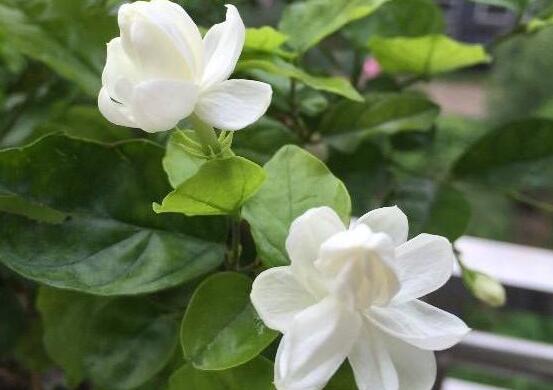 茉莉花的功效与作用,茉莉花八大功效与作用