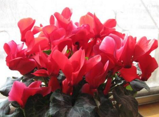 仙客来花的好处有哪些,仙客来花的养护技巧